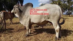 Brahman bulls, heifers, and calves for sale. Brahman Breeders Zw Brahmanbszw Twitter