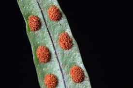 Image result for Pleopeltis  × simiana