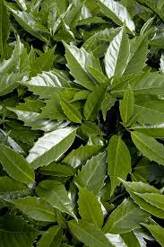 Image result for Aucuba