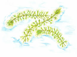 Image result for Aldrovanda vesiculosa