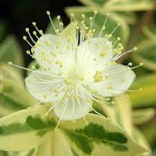 Variegated Dwarf Myrtle Planting Flowers Parts Of A Flower Shrubs