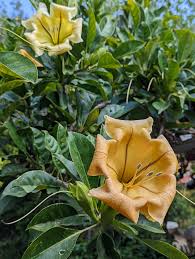 Image result for Solandra maxima
