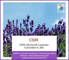 Csir Introduced Lavender Cultivation In J K Kashmir Lavender Recognized In International Market Lea Entrepreneurship Development Development Entrepreneurship