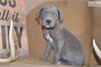 Puppies for Sale - Visit My Next Puppy in Chantilly ...