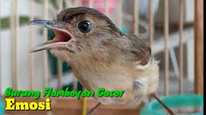 Burung flamboyan ngeplong dengan alunan kicau burung flamboyan ini♬ anna maecolling download mp3. 14 08 Mb Burung Flamboyan Gacor Emosi Ngebren Rapat Nyerecet Muzarab Buat Pancingan Download Lagu Mp3 Gratis Mp3 Dragon