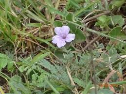 Image result for Trifolium semipilosum