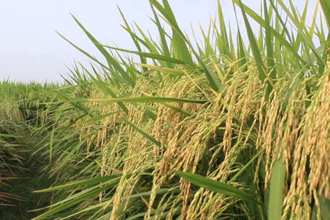 How to grow rice | Monitor
