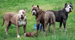Oregon Xxl Pitbulls Pitbulls Pitbull Xxl Animals