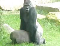 Gorillas porn