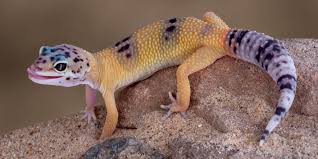 Ensuring the correct humidity for pet Leopard geckos | Leopard ...