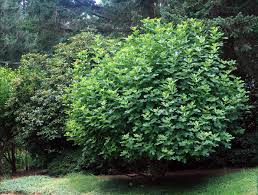 Image result for Carica