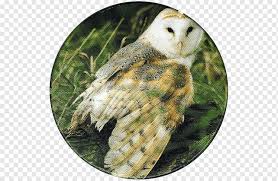 Alih fungsi lahan yang intensif di inggris sejak masa revolusi industri telah membuat sebagian flora dan fauna punah di negara ini. Gudang Burung Hantu Burung Buas Paruh Burung Hantu Gudang Fauna Burung Hantu Inggris Png Pngwing