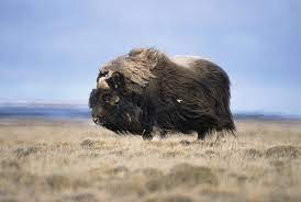 Tundra Wildlife Journal Junior