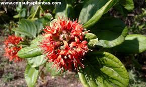 Image result for Combretum fuscum