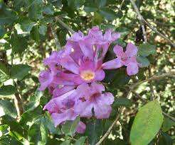 Image result for Paepalanthus lamarckii