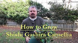 4.6 star rating 15 reviews. How To Grow Shishi Gashira Sasanqua Camellia Beautiful Low Growing Pink Camellia Youtube