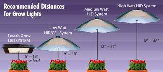 Distance of grow lights from seedlings. 11 Easy Guidelines To Know Before Buying Grow Lights