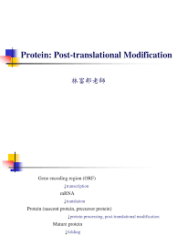 Protein phosphatase also catalyses transfer of phosphate from one protein to another. Protein Post Translational Modification Ppt R Proteolysis Cysteine