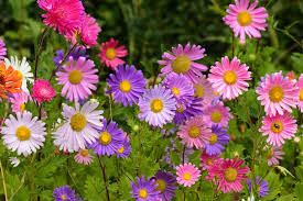 Garden master ki is video mein hindi or urdu mein winter flower ke naam bataye hain aur unke price bataye hain hybrid winter. 15 Winter Flowers For Indian Gardens Annuals Aster Flower Perennials Mosquito Plants