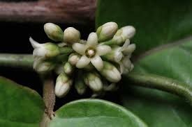 Image result for Marsdenia