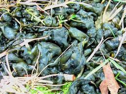 We did not find results for: Star Jelly Nostoc Commune Jungledragon