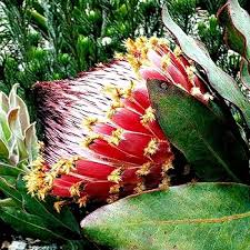 Image result for Protea madiensis