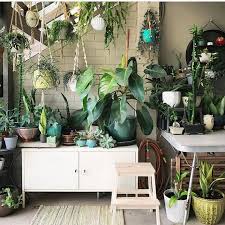 Prenez Soin De Vos Plantes D Interieur Comme Un Pro Creez Votre Jungle Chez Vous Plant House Community P En 2020 Decoration Jungle Plante Interieur Plante Verte