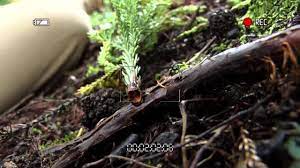 Bound To The Tree, Guy Gets Milked By Horny Women from SDDE-628 (2023) by  Asian Fetish - HotMovies