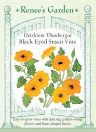 Image result for Thunbergia annua