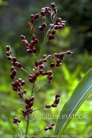 Image result for Paspalum scrobiculatum