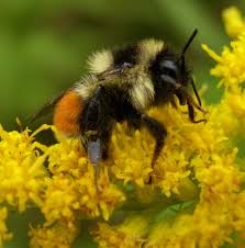 Females on the other hand sting. Bombus Ternarius Wikipedia