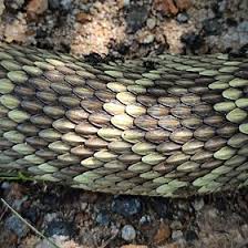 Snake synonyms, snake pronunciation, snake translation, english dictionary definition of snake. Snake Scale Wikipedia