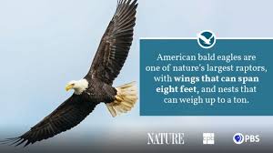 Few animals instantly evoke the same majesty as the american bald eagle. Bald Eagle Fact Sheet Blog Nature Pbs