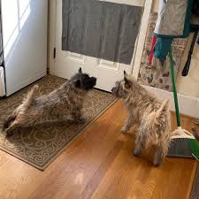 Audrey Teaches Jeremy Dogyoga Upwardfacingdog Downwardfacingdog Cairnterriers Namaste Asanas Cairnterriers In 2020 Cairn Terrier Scottie Dog Dog Yoga