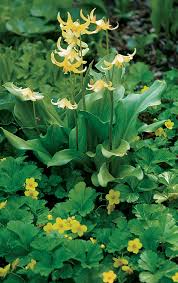 Will not come true from seed other info: Grab Attention With Yellow In The Garden Finegardening