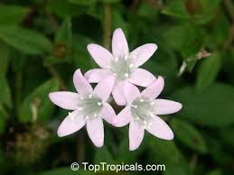 Image result for Richardia brasiliensis