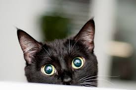 The aspca® is not an insurer and is not engaged in the business of insurance. How Much Does It Cost To Have A Cat Aspca Pet Insurance