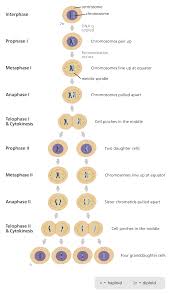 What Is Meiosis Facts Yourgenome Org