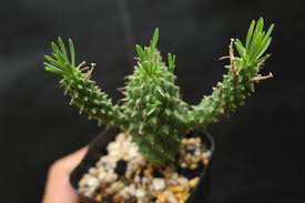 Image result for Euphorbia davyi