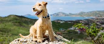 Image result for lakeland teriér