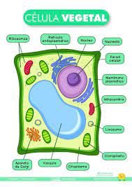 La célula vegetal está compuesta por 17 tipos de orgánulos diferentes con funciones especializadas. La Celula Vegetal Laminas Para El Aula Y Fichas Para El Alumno Es En Ensenanza Biologia Celula Vegetal Dibujos De Celulas