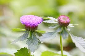 Image result for Centratherum