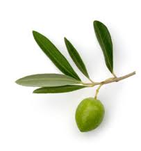 Olive Leaf Tea What Is It The Color Of Tea Olive Leaf Tea Olive Leaf Home Remedies For Ringworm