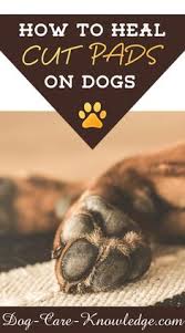 Scissors or a disposable razor can be used if you are. 110 Best Of Dog Care Knowledge Ideas Dog Care Dog Care Tips Dogs