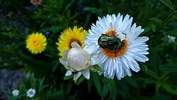 Image result for Helichrysum sulfureofuscum