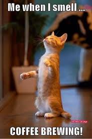 Coffee Meme Funny Cute Animals Cats Funny Cats