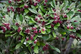 Image result for Pittosporum abyssinicum