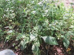 Image result for Elephantopus