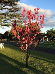 Blossom On Tree At Toowoomba Flower Festival Flower Festival Toowoomba Flowers