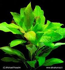 Hygrophila Corymbosa Limon